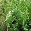 Emerald Green Arborvitae Tree Starter Plants 10 Pack Privacy Evergreen Bare Root Landscape