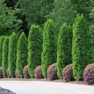 Emerald Green Arborvitae Tree Starter Plants 10 Pack Privacy Evergreen Bare Root Landscape