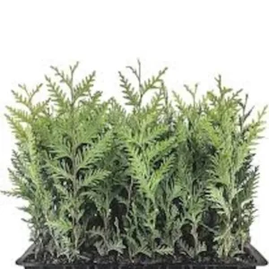 Emerald Green Arborvitae Tree Starter Plants 10 Pack Privacy Evergreen Bare Root Landscape