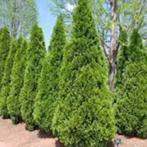 Emerald Green Arborvitae Tree Starter Plants 10 Pack Privacy Evergreen Bare Root Landscape