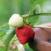 Estavana Gourmet Strawberry Plants - 4 Plants - 2.5" Pots - New