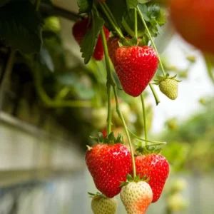 Estavana Gourmet Strawberry Plants - 4 Plants - 2.5