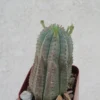 Euphorbia Heptagona x Obesa Rare Succulent in 4" Pot - Columnar Hybrid