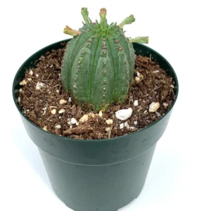 Euphorbia Heptagona x Obesa Rare Succulent in 4" Pot - Columnar Hybrid
