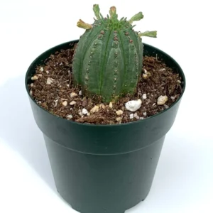 Euphorbia Heptagona x Obesa Rare Succulent in 4