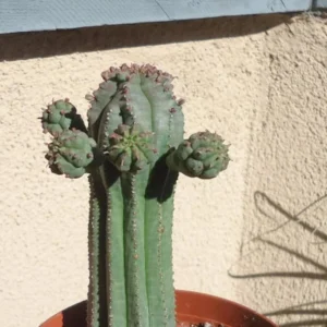 Euphorbia Heptagona x Obesa Rare Succulent in 4