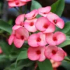 Euphorbia Milii Crown of Thorns Live Plant Pink Flower 10 to 15 inch