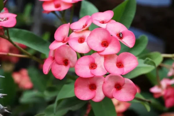 Euphorbia Milii Crown of Thorns Live Plant Pink Flower 10 to 15 inch