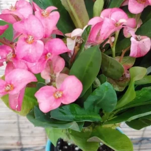 Euphorbia Milii Crown of Thorns Live Plant Pink Flower 10 to 15 inch