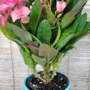 Euphorbia Milii Crown of Thorns Live Plant Pink Flower 10 to 15 inch
