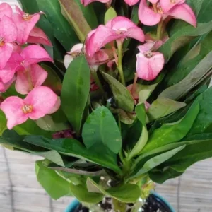 Euphorbia Milii Crown of Thorns Live Plant Pink Flower 10 to 15 inch
