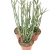 Euphorbia Phosphorea Evergreen Cactus 4 Inch Pot - Low Maintenance Indoor Plant