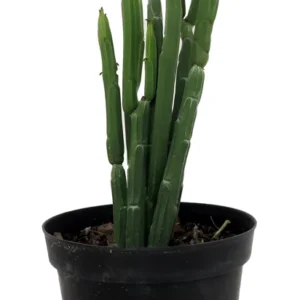 Euphorbia Phosphorea Evergreen Cactus 4 Inch Pot - Low Maintenance Indoor Plant
