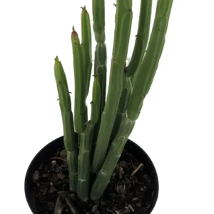 Euphorbia Phosphorea Evergreen Cactus 4 Inch Pot - Low Maintenance Indoor Plant