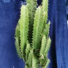 Euphorbia Trigona Variegated African Milk Tree Plant - 5 inch Pot