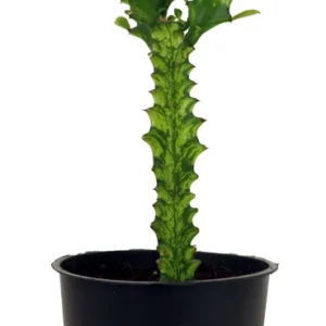 Euphorbia Trigona Variegated African Milk Tree Plant - 5 inch Pot