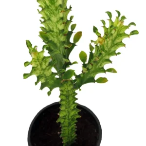 Euphorbia Trigona Variegated African Milk Tree Plant - 5 inch Pot