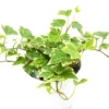 Eva English Ivy Hedera Plant - 2.5 inch Pot - Indoor Outdoor Vine