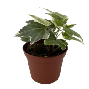 Eva English Ivy Hedera Plant - 2.5 inch Pot - Indoor Outdoor Vine