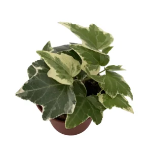 Eva English Ivy Hedera Plant - 2.5 inch Pot - Indoor Outdoor Vine