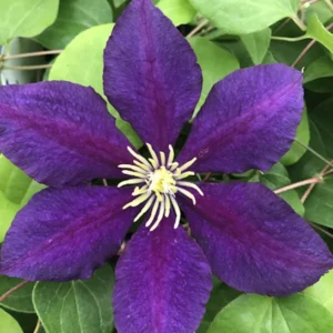 Ever Blooming Clematis Vine Collection - President, Niobe, Sweet Autumn - 3 Plants 2.5
