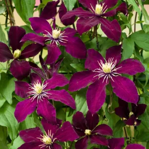 Ever Blooming Clematis Vine Collection - President, Niobe, Sweet Autumn - 3 Plants 2.5