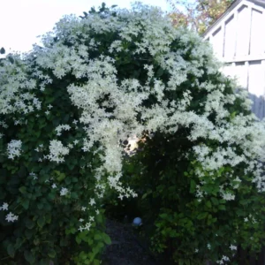 Ever Blooming Clematis Vine Collection - President, Niobe, Sweet Autumn - 3 Plants 2.5