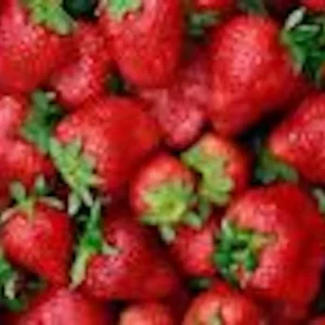 Everbearer Strawberry Plant 3 Pack Bare Root Perennial Fruit Plant