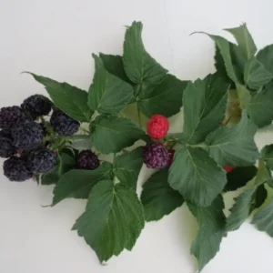 Everbearing Black Raspberry Plant - Ohio Treasure Variety - 3.25" Pot - Hardy Fruit