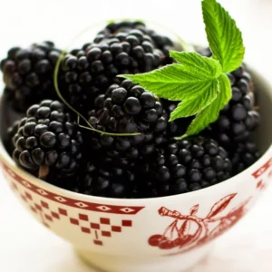 Everbearing Black Raspberry Plant - Ohio Treasure Variety - 3.25