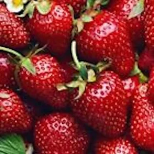 Everbearing Strawberry Plant - 50 Bare Root Ozark Beauty Perennial Fruit Plant