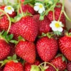 Everbearing Strawberry Plants 25 Bare Root Plants Ozark Beauty - Top Producer