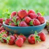 Everbearing Strawberry Plants 50 Bare Root - Super Sweet Fruits Spring, Summer, Fall