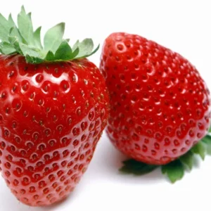 Everbearing Strawberry Plants 50 Bare Root - Super Sweet Fruits Spring, Summer, Fall