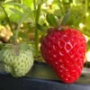 Everbearing Strawberry Plants - Fort Laramie Bare Root - 50 Bare Root - Hardy Berry Plants