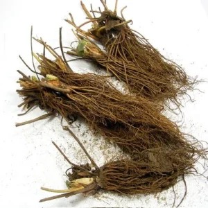Everbearing Strawberry Plants - Fort Laramie Bare Root - 50 Bare Root - Hardy Berry Plants