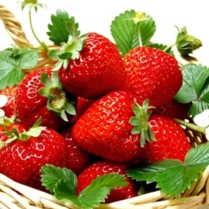 Everbearing Strawberry Plants Top Producer - 10 Bare Root Plants