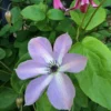 Fairy Dust Clematis Vine - Soft Lavender Flowers - 2.5 inch Pot