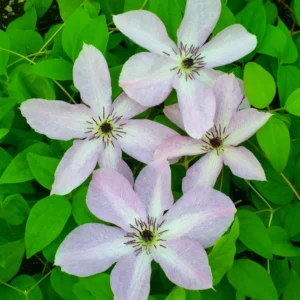 Fairy Dust Clematis Vine - Soft Lavender Flowers - 2.5 inch Pot