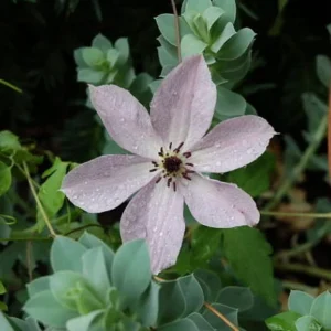 Fairy Dust Clematis Vine - Soft Lavender Flowers - 2.5 inch Pot