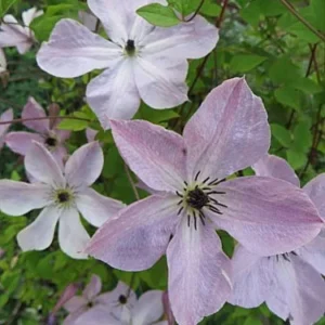 Fairy Dust Clematis Vine - Soft Lavender Flowers - 2.5 inch Pot