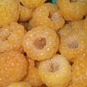 Fall Gold Everbearing Raspberry Plant - 3.25" Pot - Golden Yellow Fruit - Hardy and Vigorous