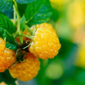 Fall Gold Everbearing Raspberry Plant - 3.25