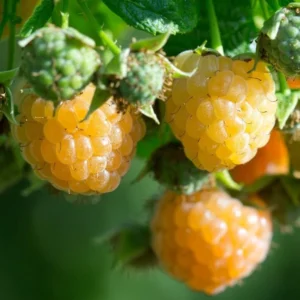 Fall Gold Raspberry Plants