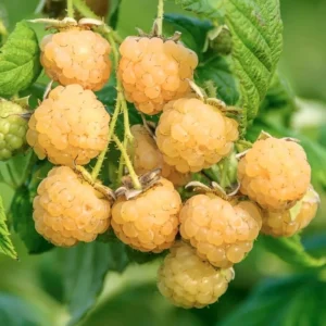 Fall Gold Raspberry Plants