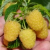 Fall Gold Raspberry Plants - Live Raspberry Bush - Sweet Fruit Seedlings