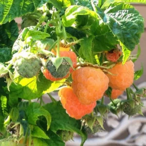 Fall Gold Raspberry Plants - Live Raspberry Bush - Sweet Fruit Seedlings