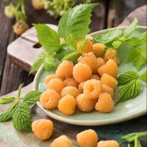 Fall Gold Raspberry Plants - Live Raspberry Bush - Sweet Fruit Seedlings