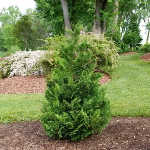 False Cypress Chamaecyparis pisifera 4