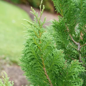 False Cypress Chamaecyparis pisifera 4